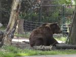 Medvědi z Berouna